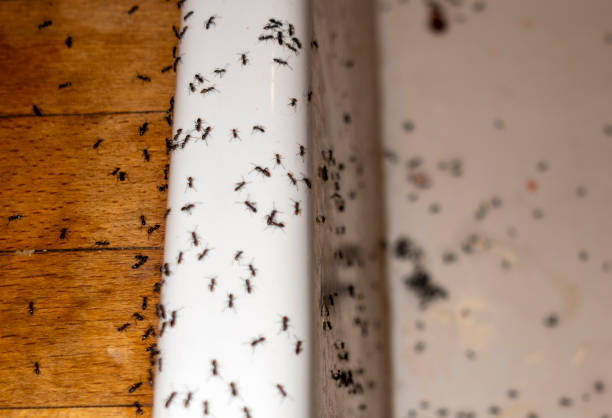 Best Exterminator Services  in Langdon, ND