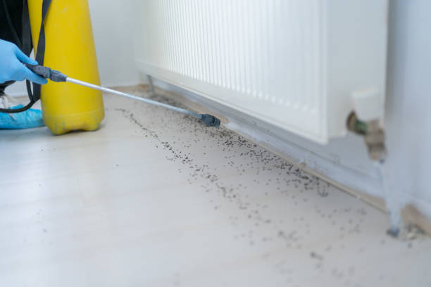 Best Termite Control Services  in Langdon, ND