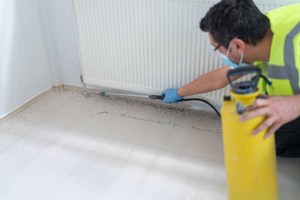 Best Termite Control Services  in Langdon, ND
