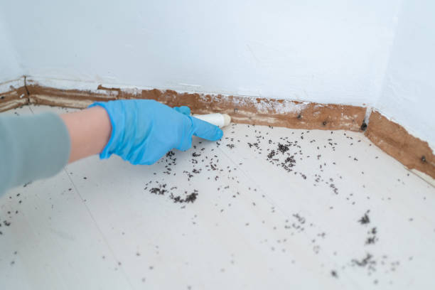 Best Residential Pest Control  in Langdon, ND